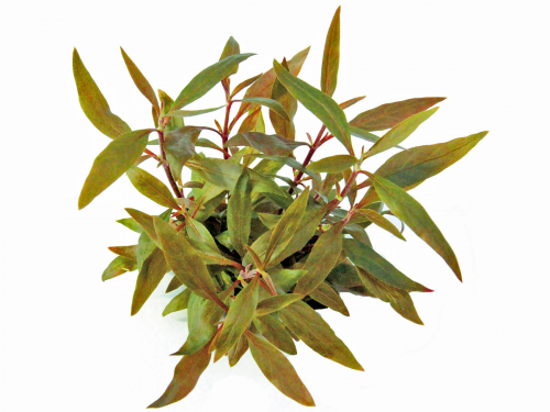 Rotes mini Papageienblatt - Alternanthera reineckii 'Mini'